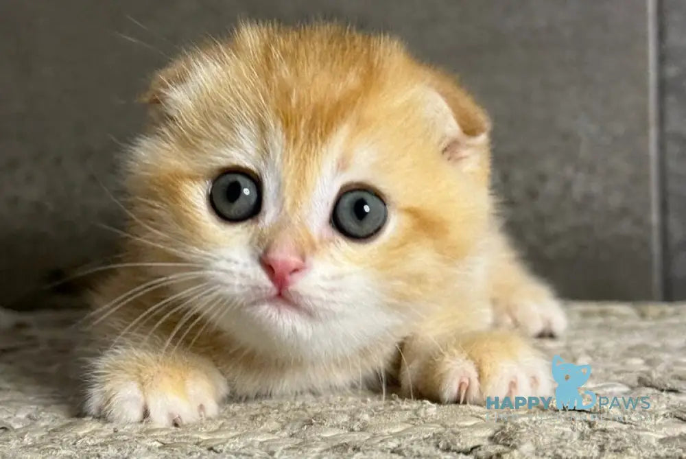 Vovik Scottish Fold male black golden chinchilla live animals