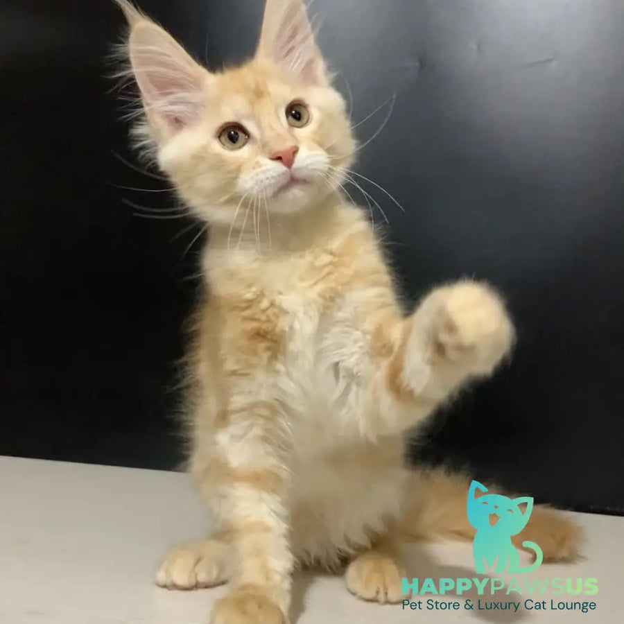 Voyager Maine Coon male red silver tabby - live animals