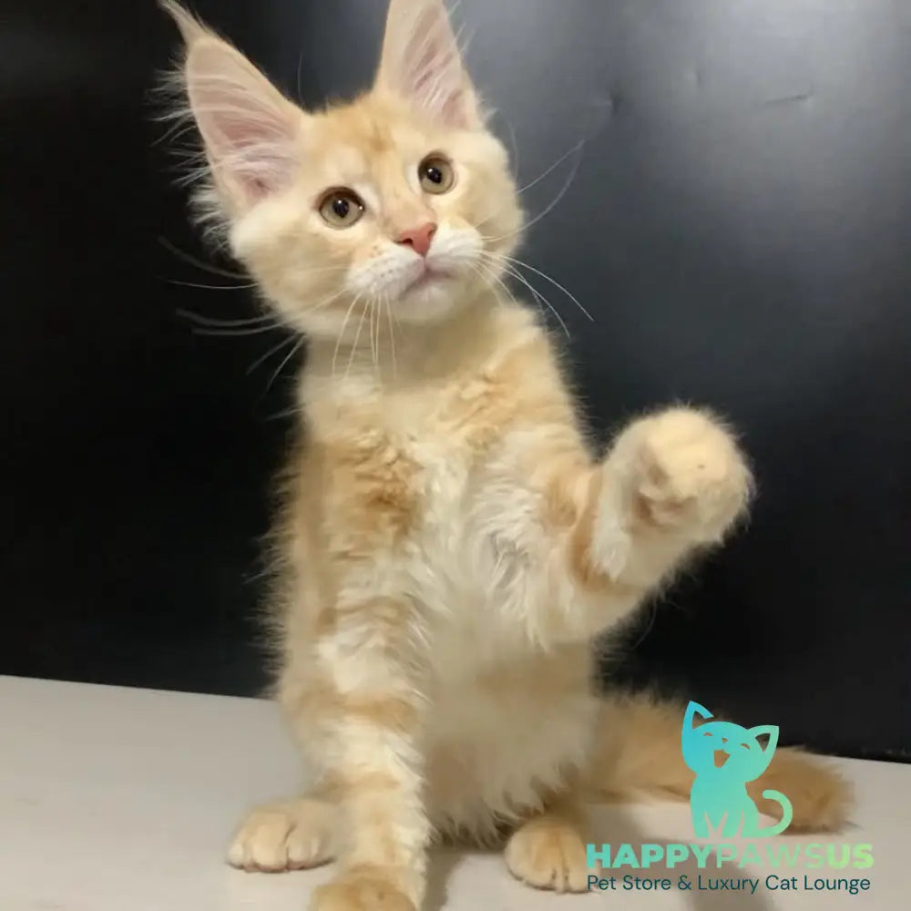 Voyager Maine Coon male red silver tabby - live animals