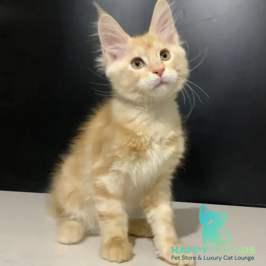 Voyager Maine Coon male red silver tabby - live animals