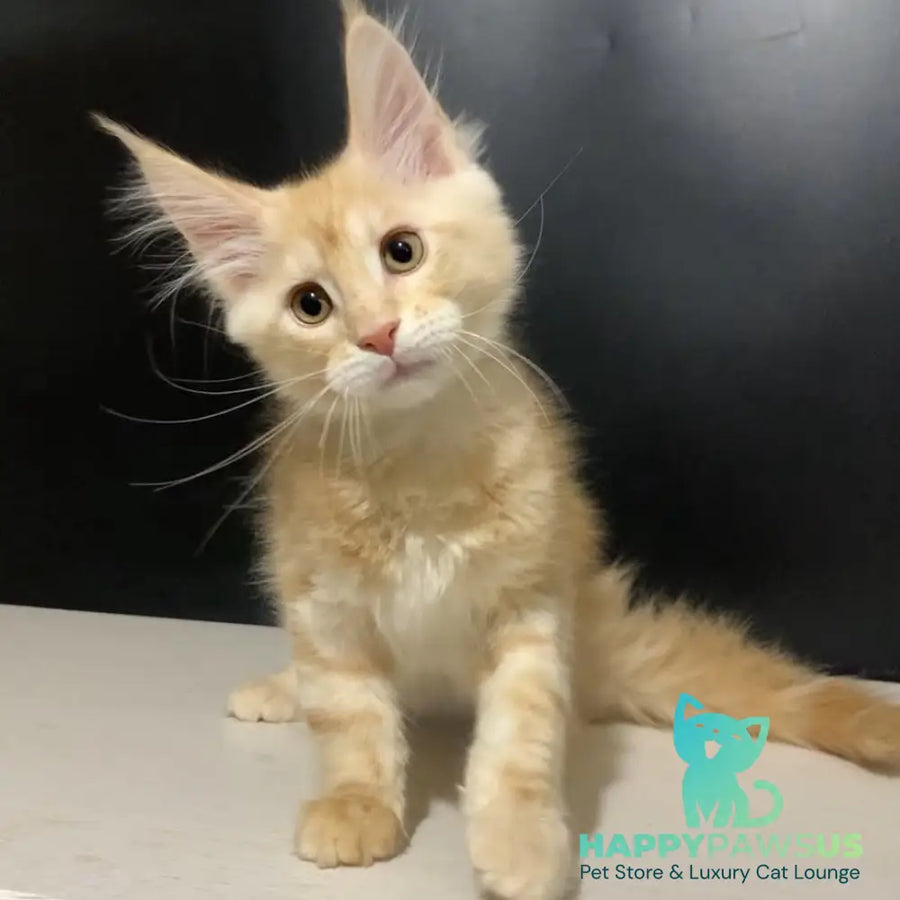 Voyager Maine Coon male red silver tabby - live animals