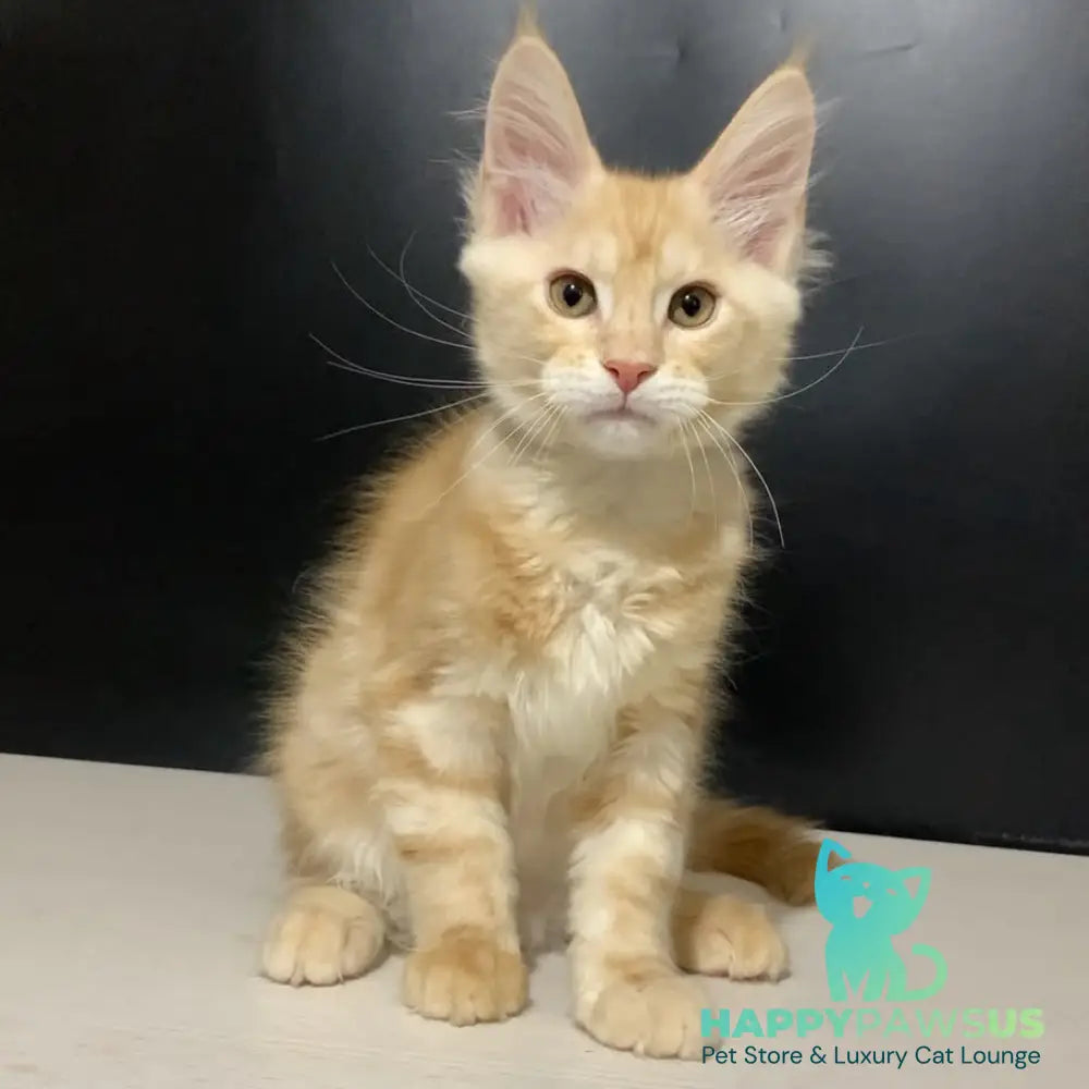 Voyager Maine Coon male red silver tabby - live animals