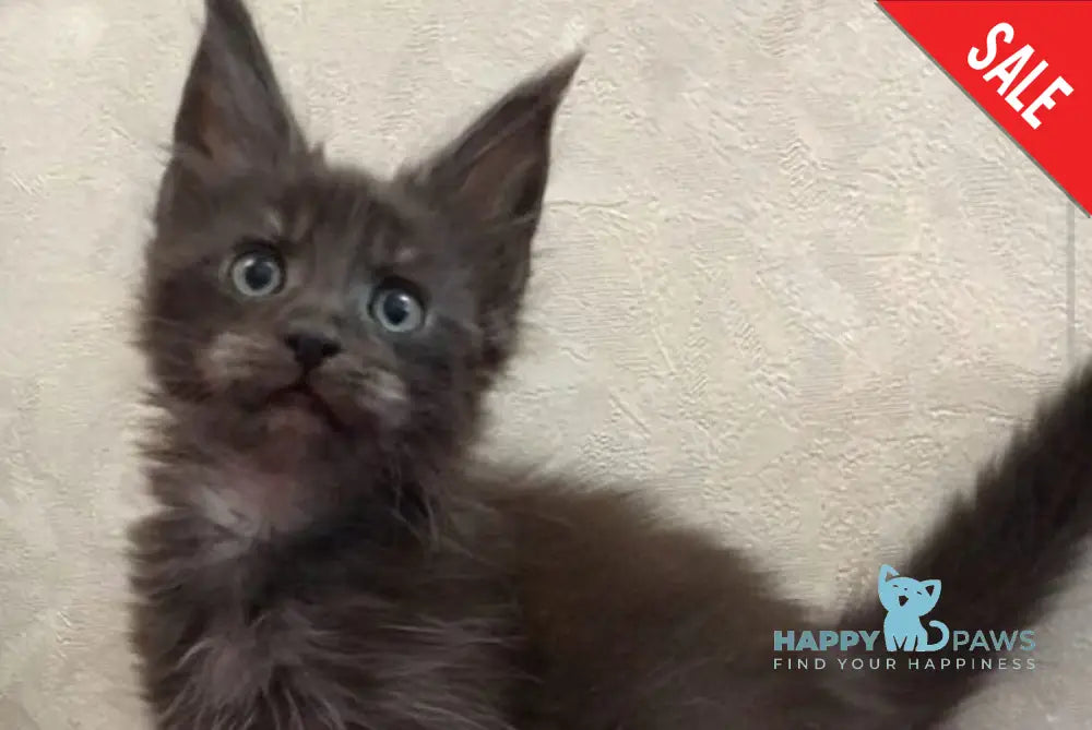 Vrangel Maine Coon male black silver - live animals
