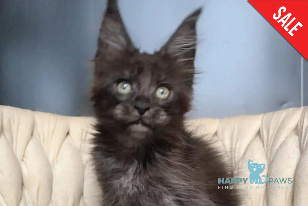 Vrangel Maine Coon male black silver - live animals