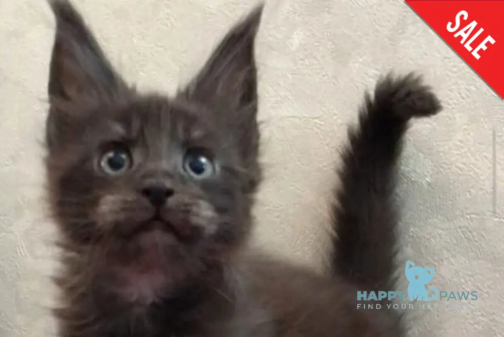 Vrangel Maine Coon male black silver - live animals