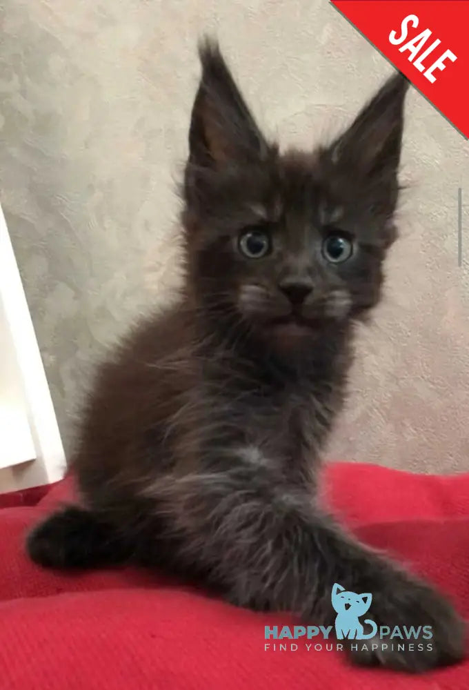 Vrangel Maine Coon male black silver - live animals