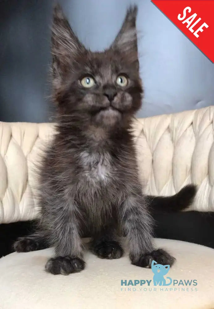 Vrangel Maine Coon male black silver - live animals