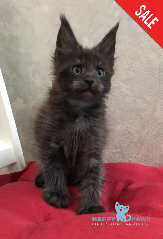 Vrangel Maine Coon male black silver - live animals