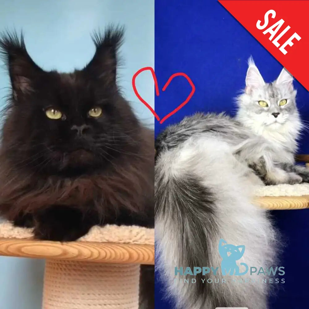 Vrangel Maine Coon male black silver - live animals