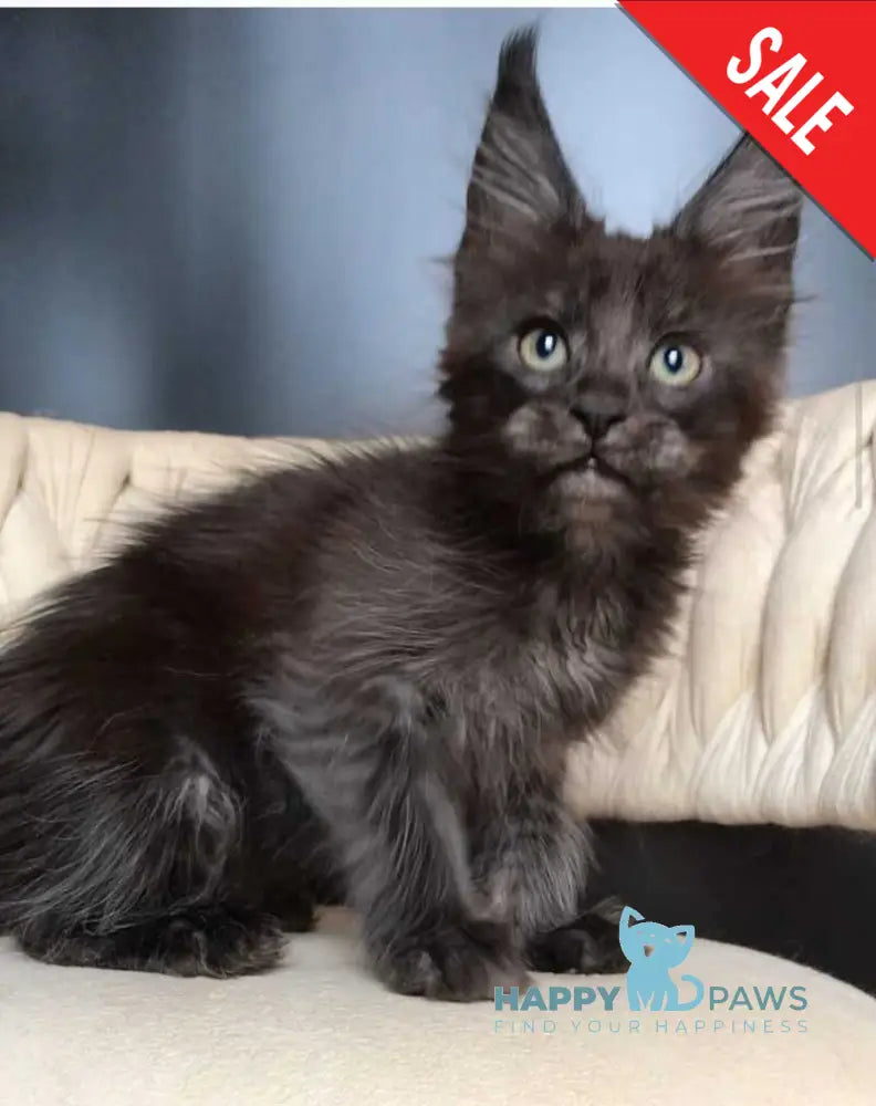 Vrangel Maine Coon male black silver - live animals
