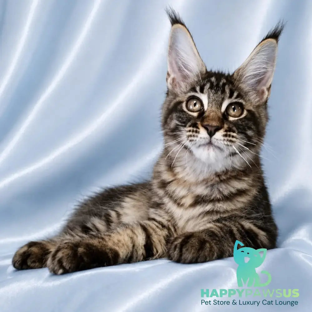 Vulf Maine Coon male black tabby - live animals