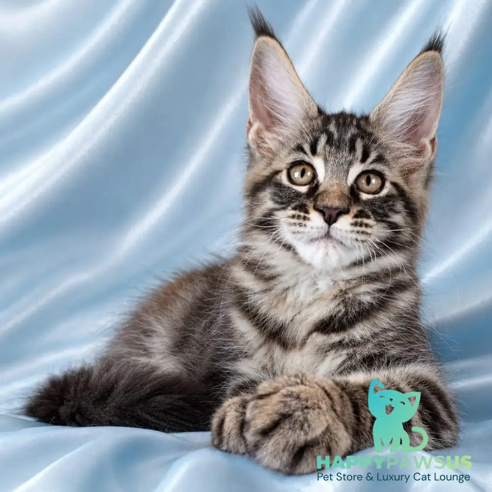 Vulf Maine Coon male black tabby - live animals