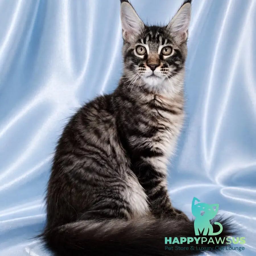 Vulf Maine Coon male black tabby - live animals