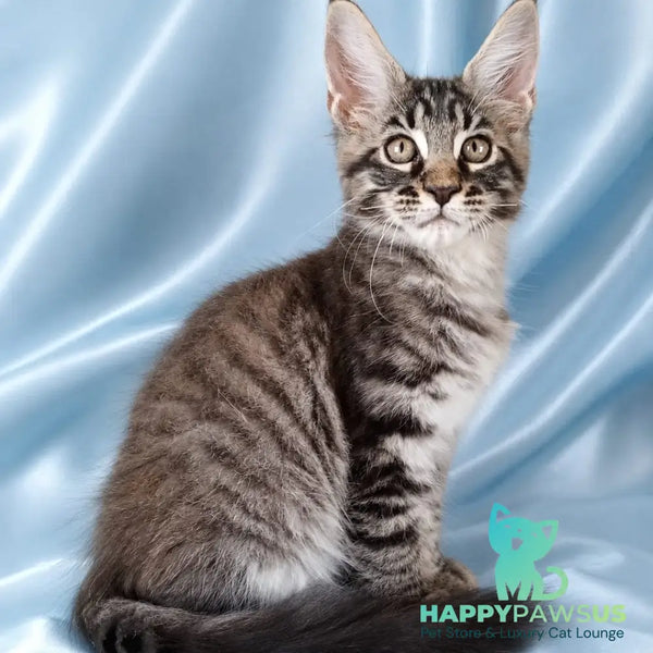 Vulf Maine Coon male black tabby - live animals