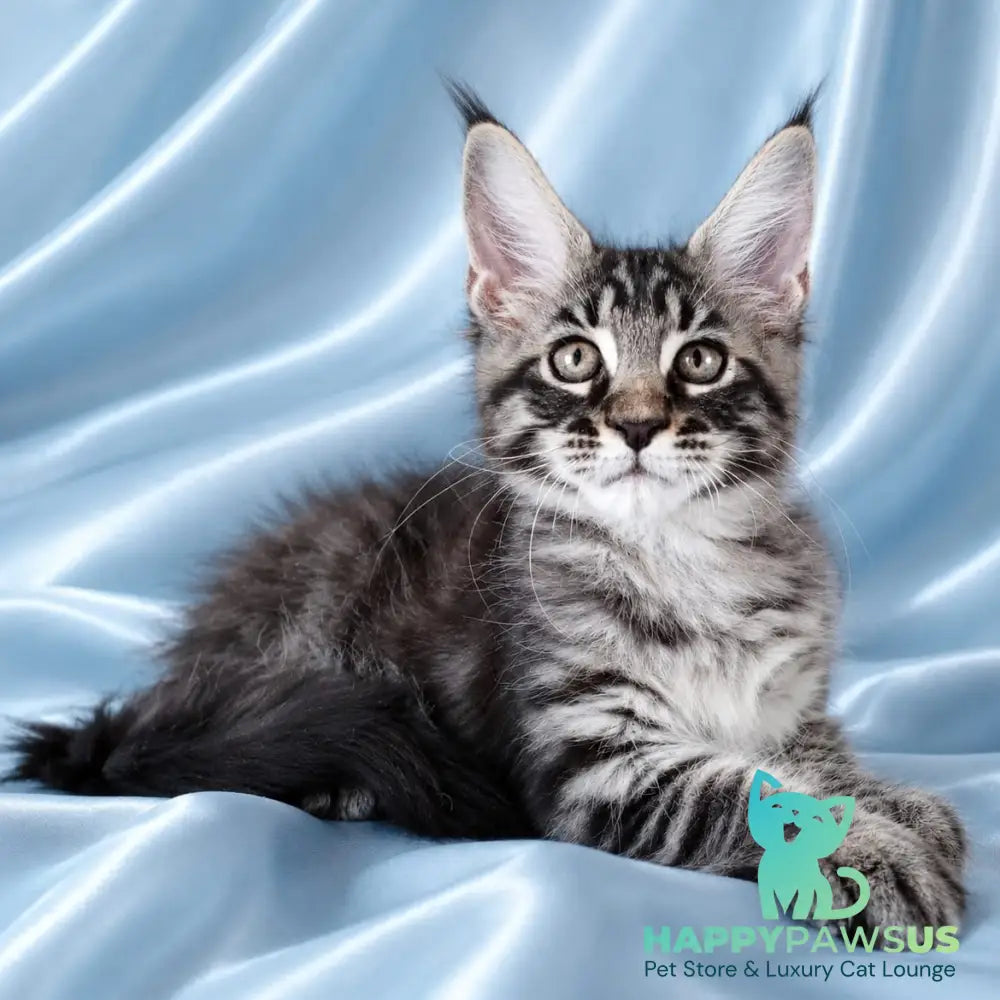 Vulf Maine Coon male black tabby - live animals