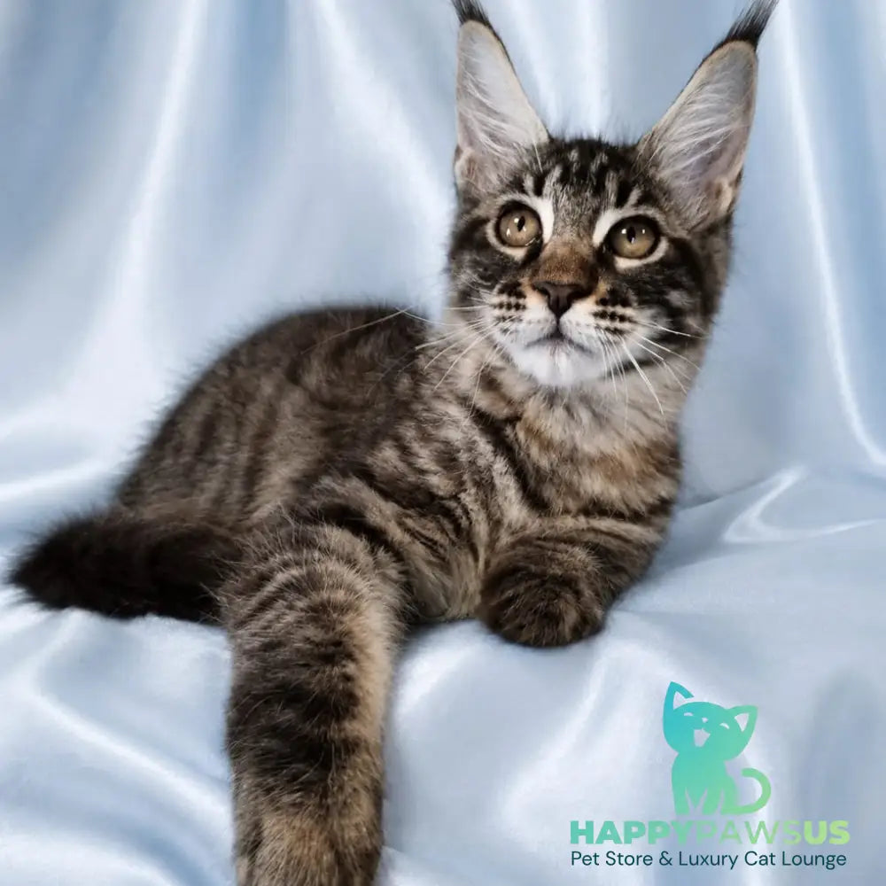 Vulf Maine Coon male black tabby - live animals