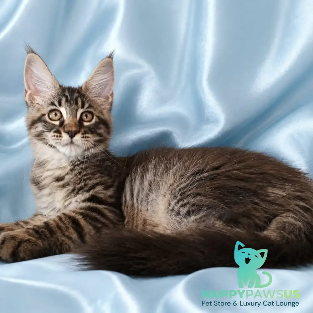 Vulf Maine Coon male black tabby - live animals