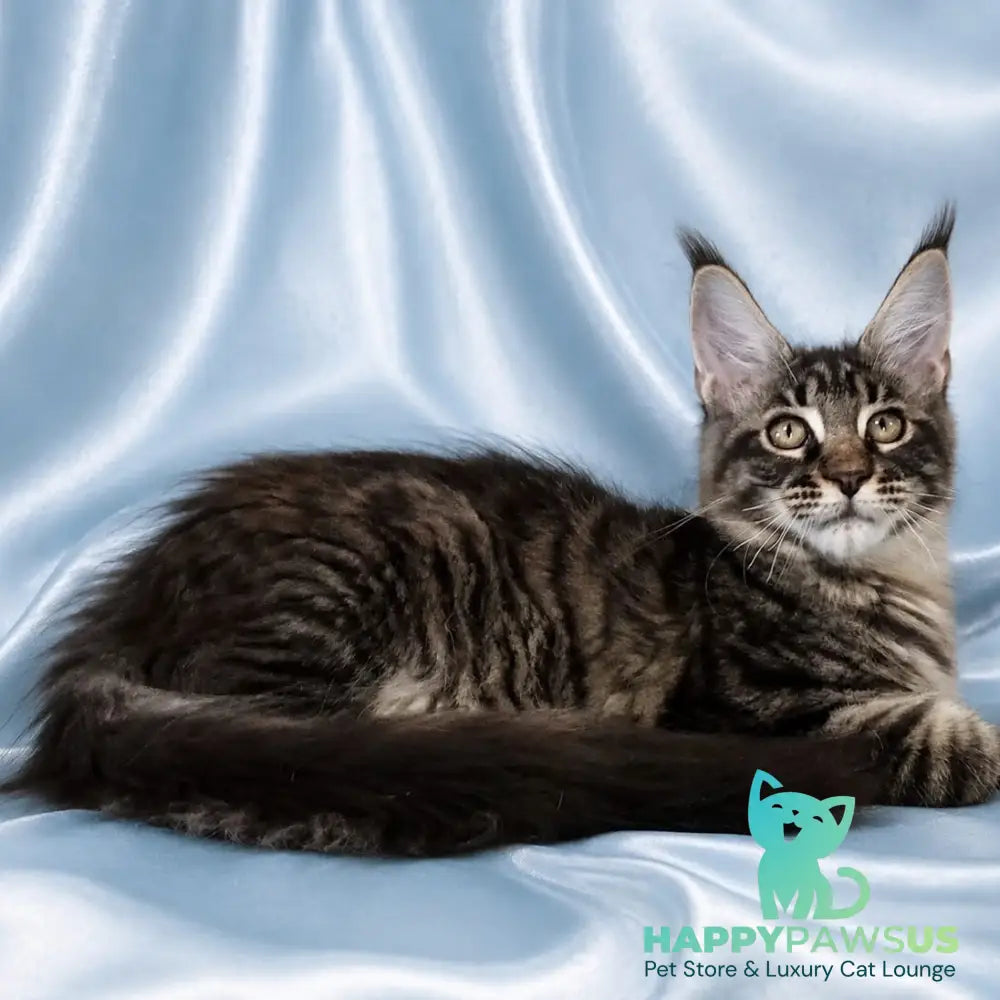 Vulf Maine Coon male black tabby - live animals