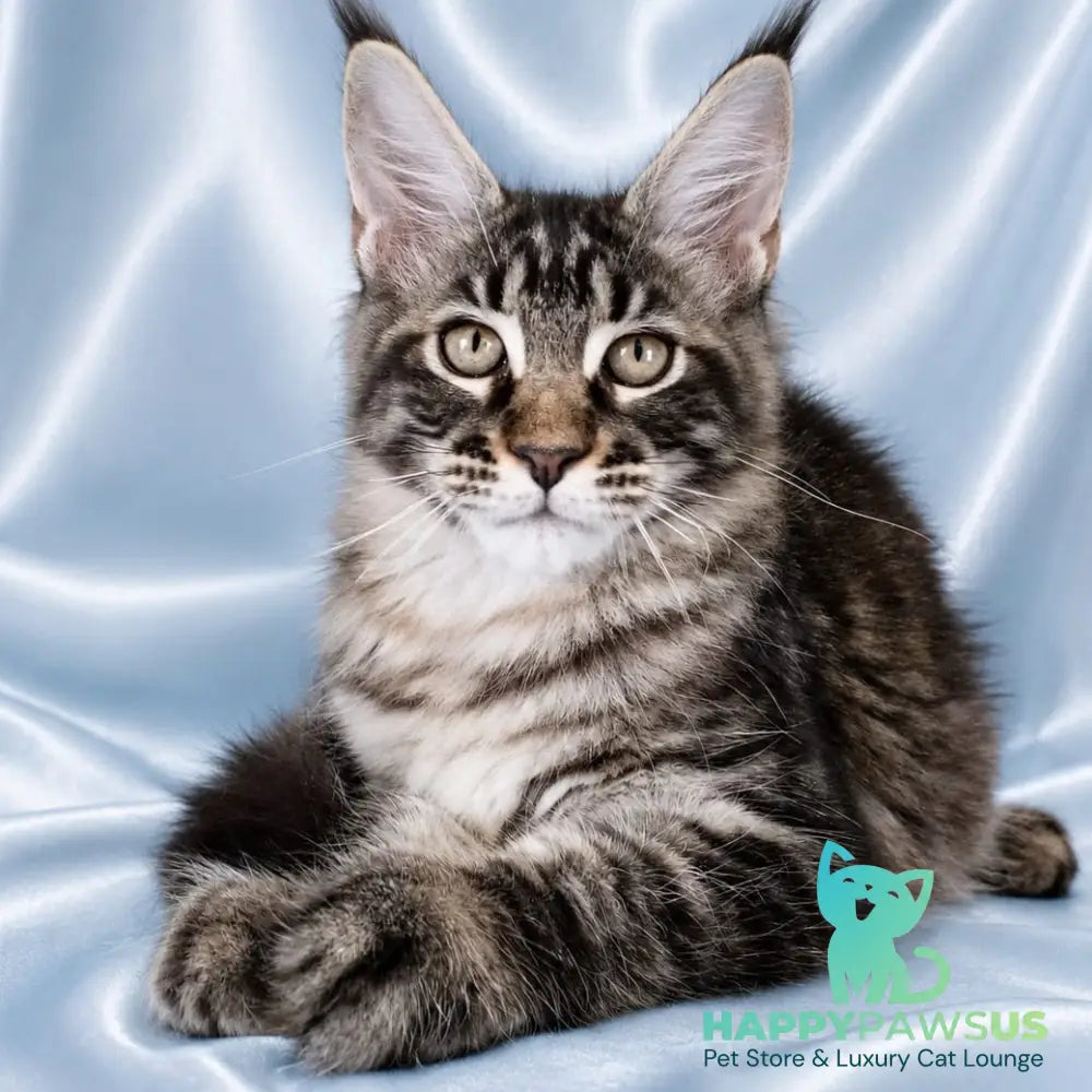 Vulf Maine Coon male black tabby - live animals
