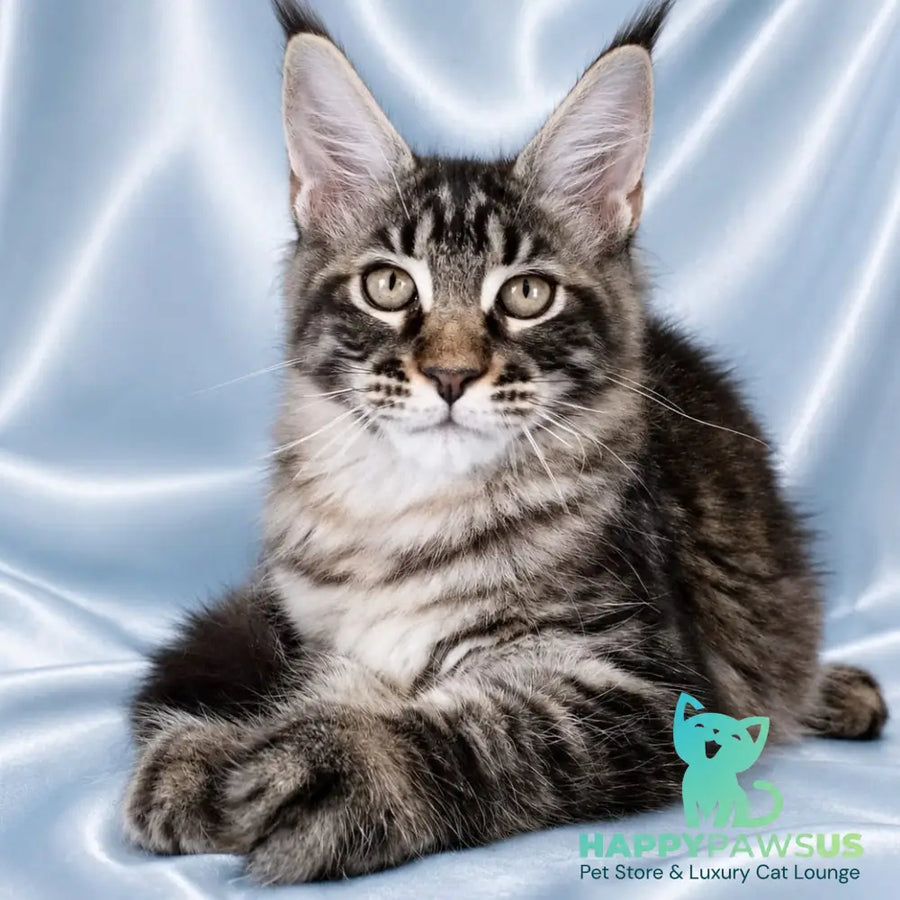 Vulf Maine Coon male black tabby - live animals