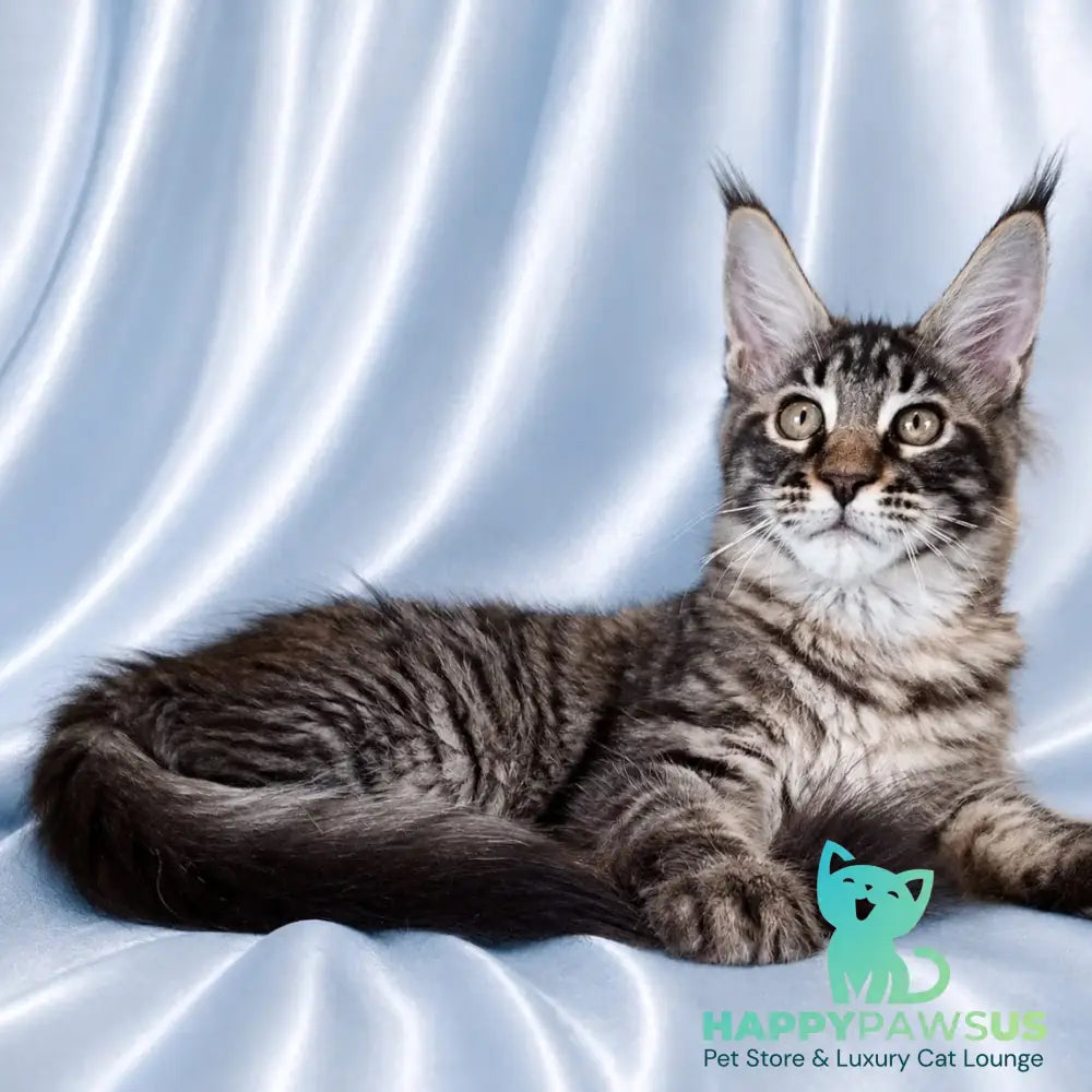 Vulf Maine Coon male black tabby - live animals