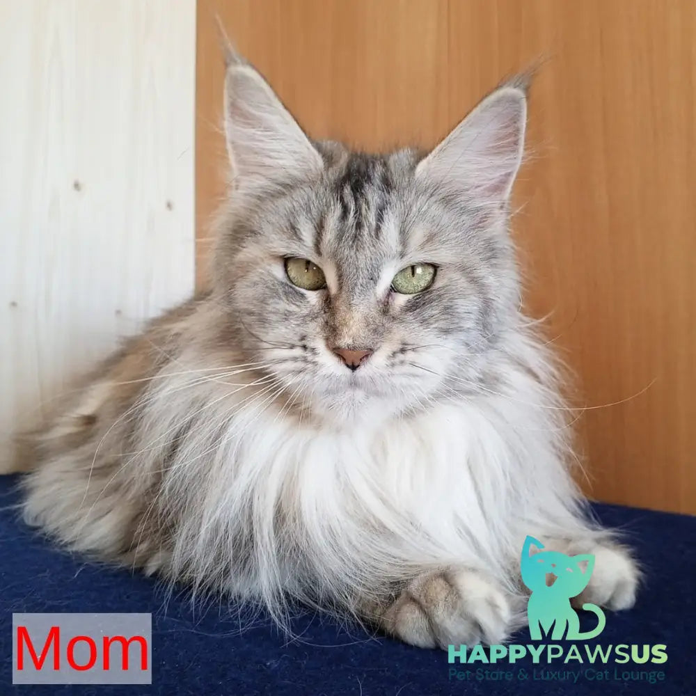Vulf Maine Coon male black tabby - live animals