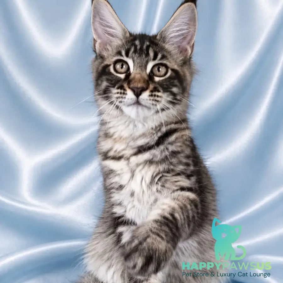 Vulf Maine Coon male black tabby - live animals
