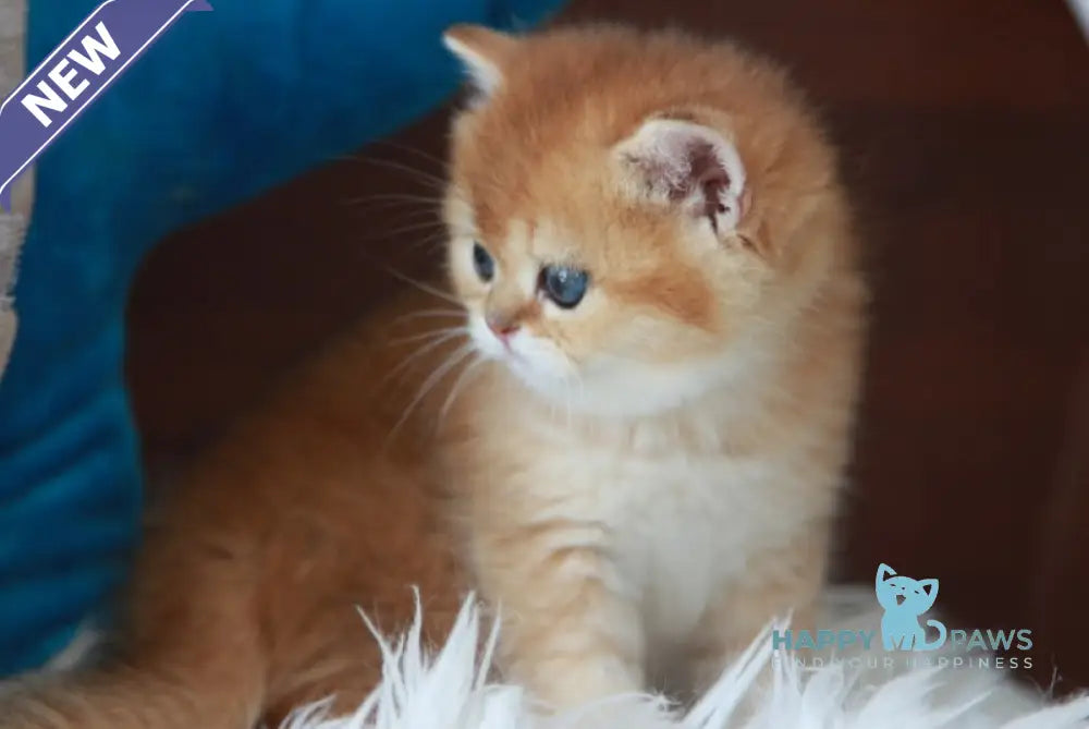 Vulkan British Shorthair male black golden shaded live animals