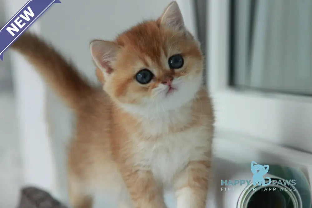 Vulkan British Shorthair male black golden shaded live animals