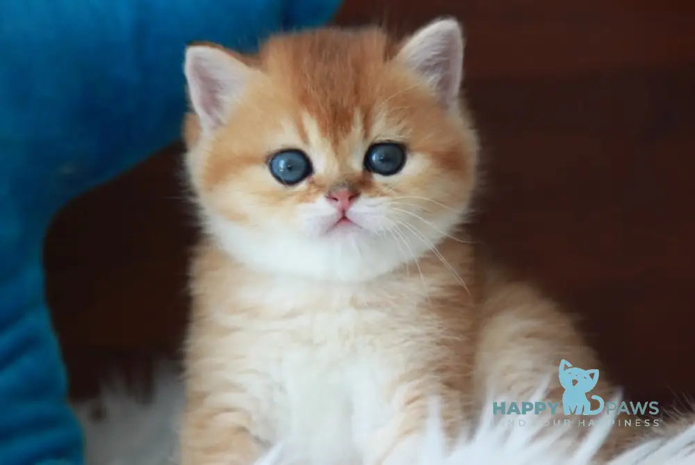 Vulkan British Shorthair male black golden shaded live animals