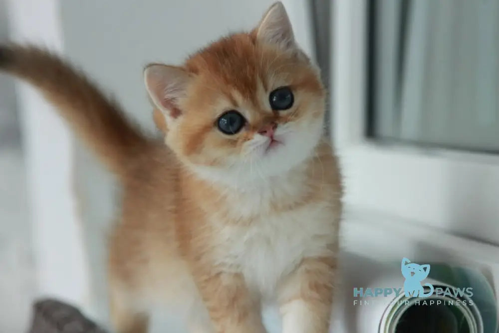 Vulkan British Shorthair male black golden shaded live animals