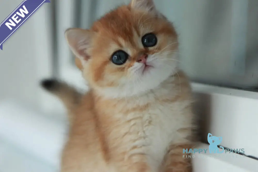 Vulkan British Shorthair male black golden shaded live animals