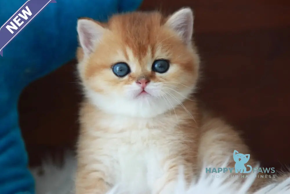 Vulkan British Shorthair male black golden shaded live animals