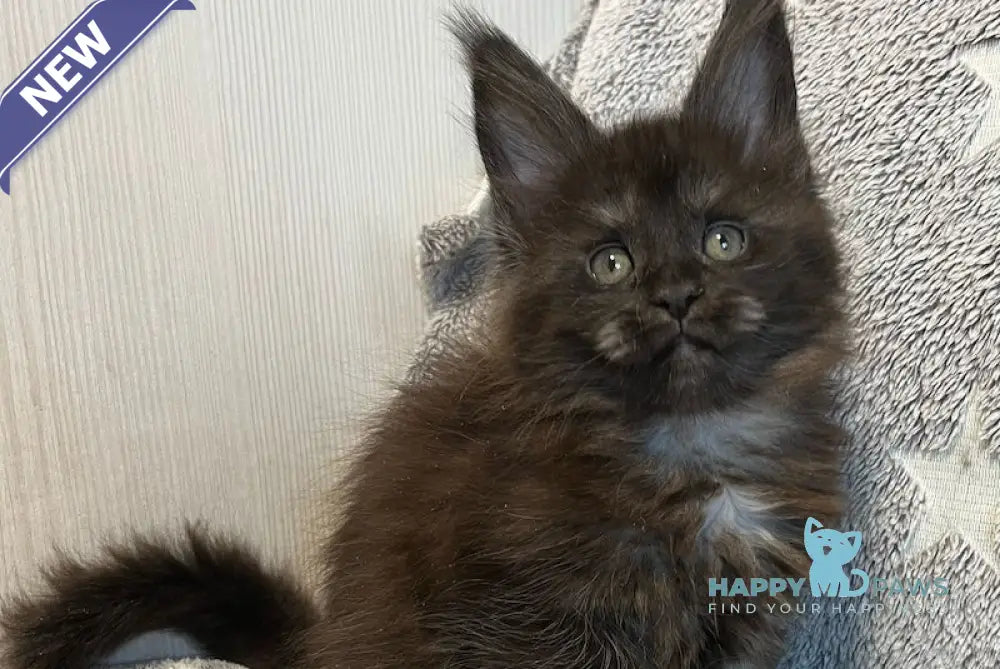 V’yuga Maine Coon female black smoke live animals