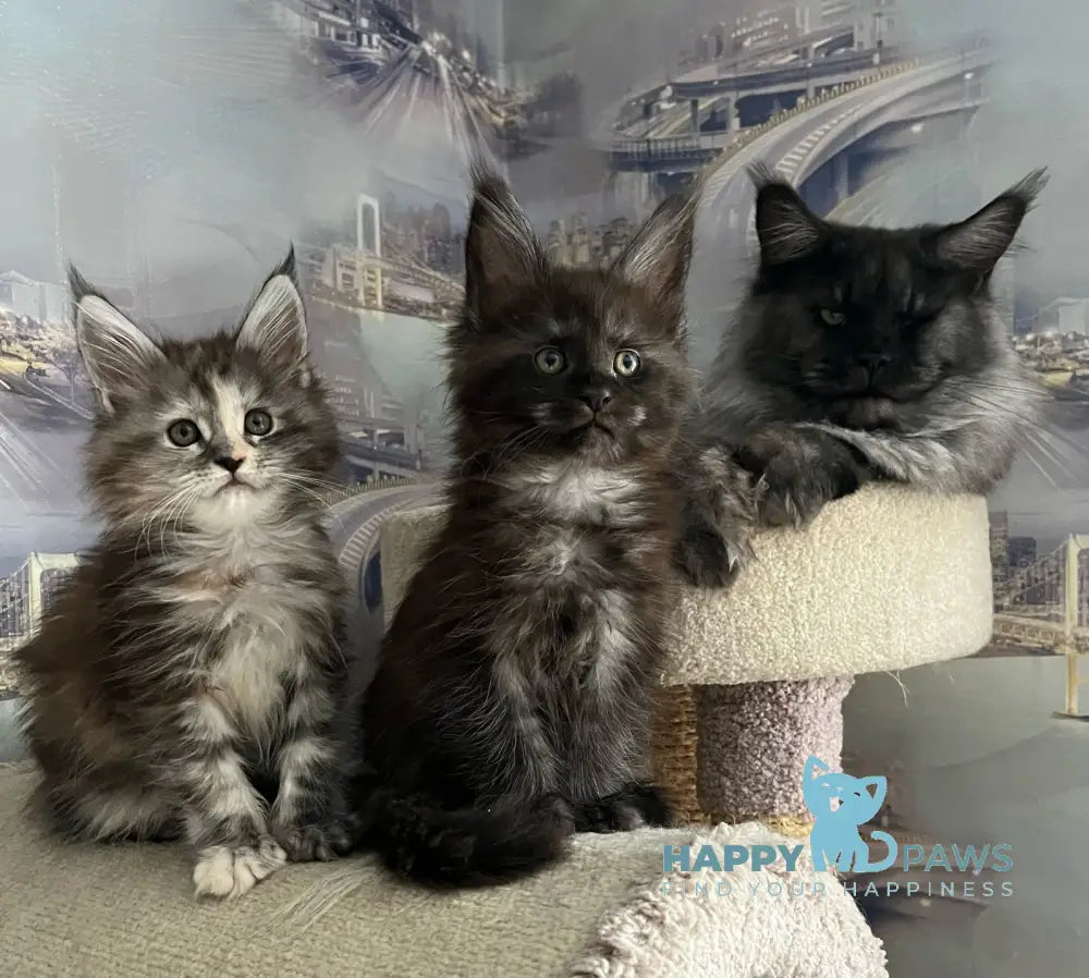 V’yuga Maine Coon female black smoke live animals