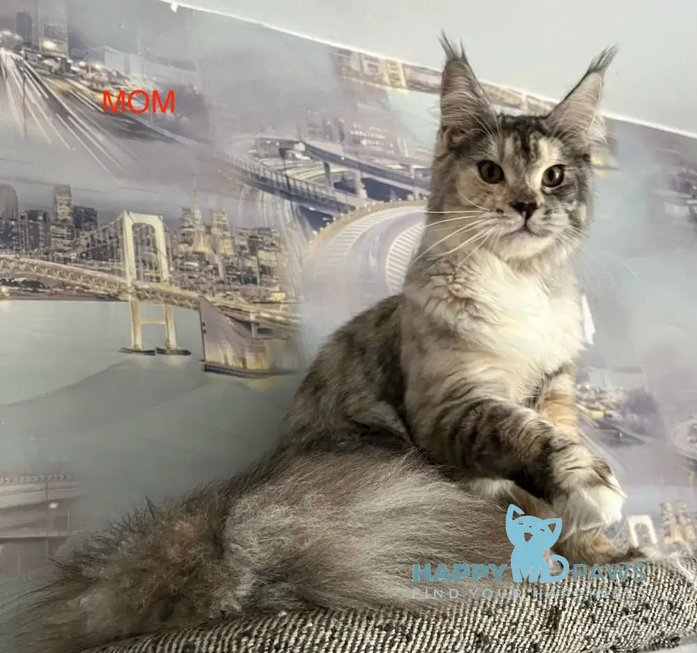 V’yuga Maine Coon female black smoke live animals
