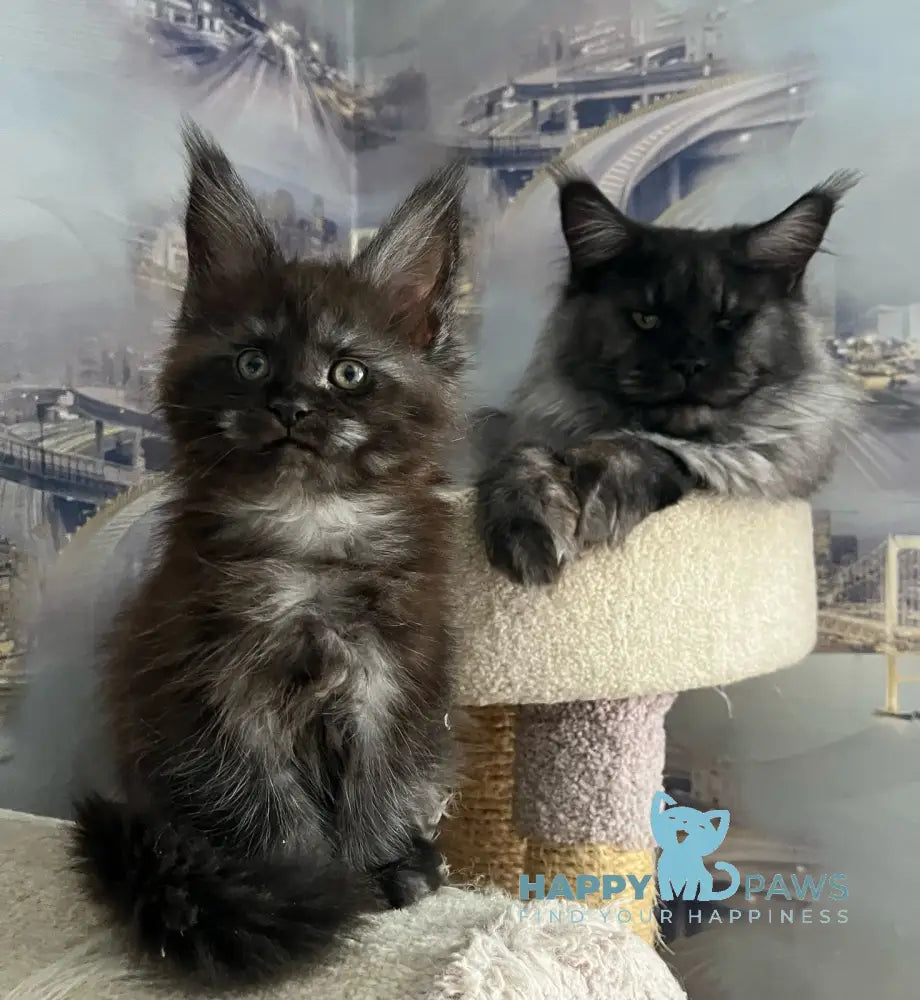 V’yuga Maine Coon female black smoke live animals