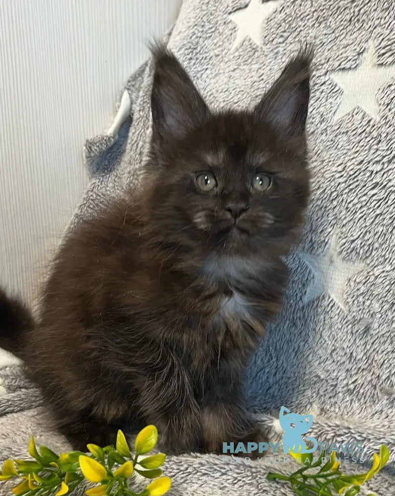 V’yuga Maine Coon female black smoke live animals