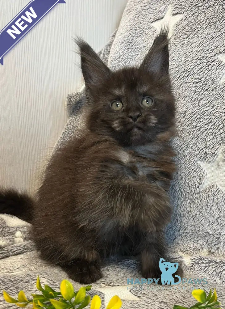 V’yuga Maine Coon female black smoke live animals