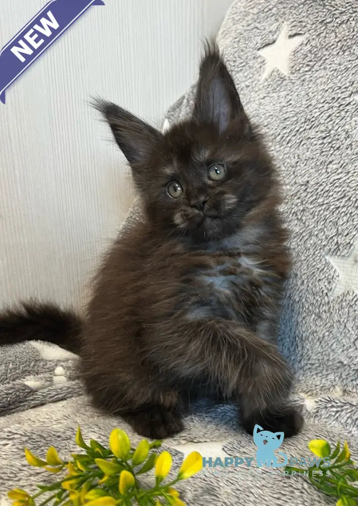 V’yuga Maine Coon female black smoke live animals