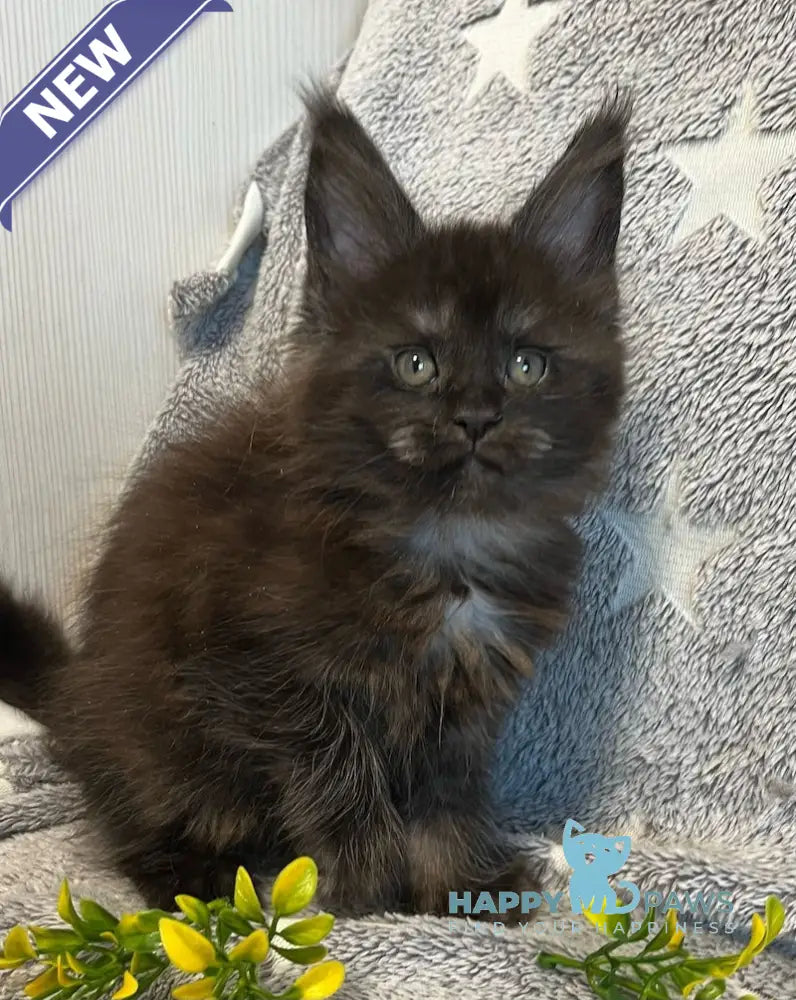 V’yuga Maine Coon female black smoke live animals