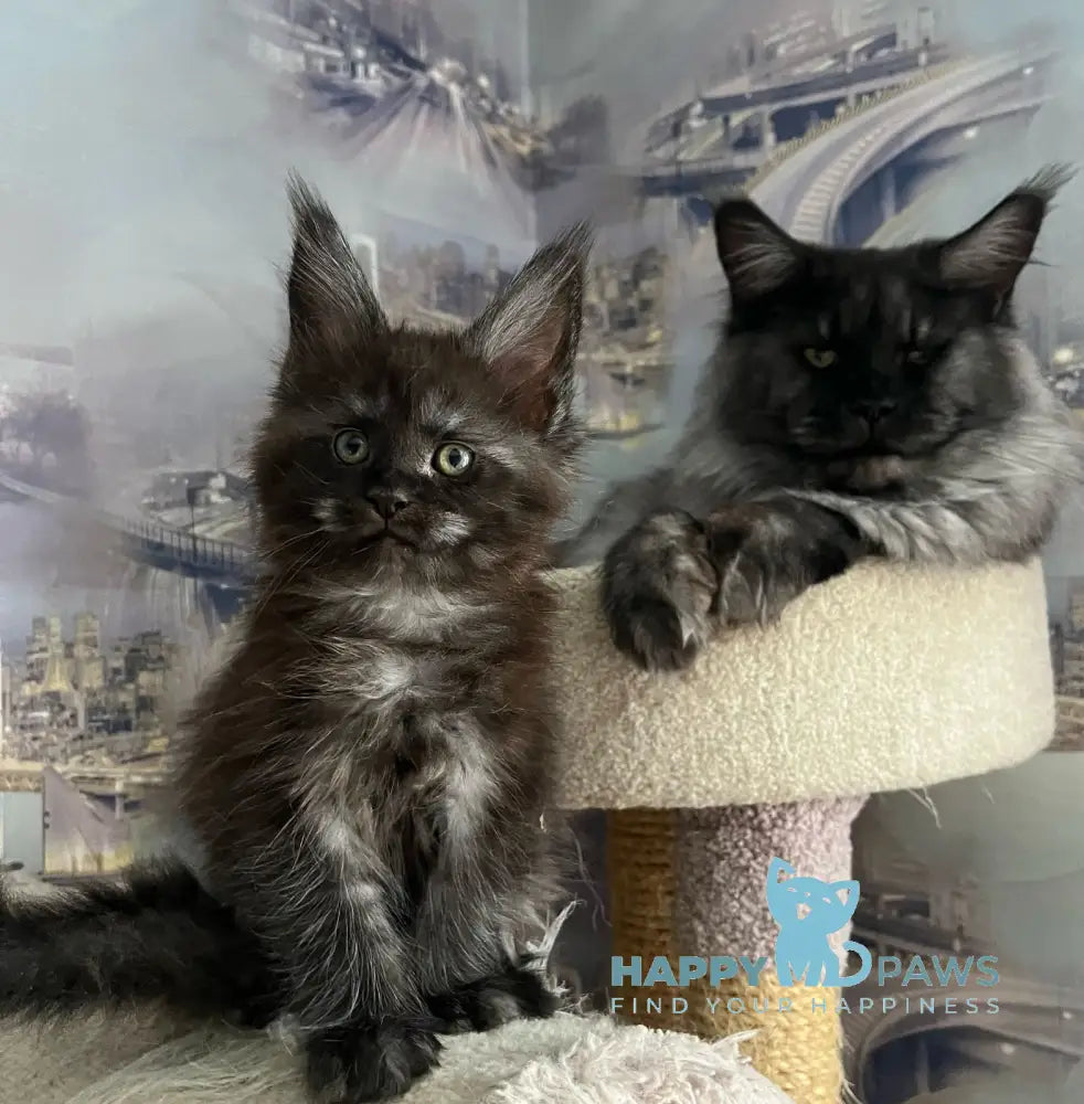V’yuga Maine Coon female black smoke live animals