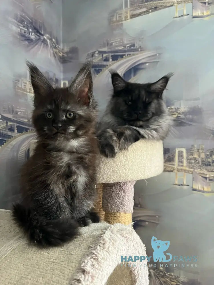 V’yuga Maine Coon female black smoke live animals