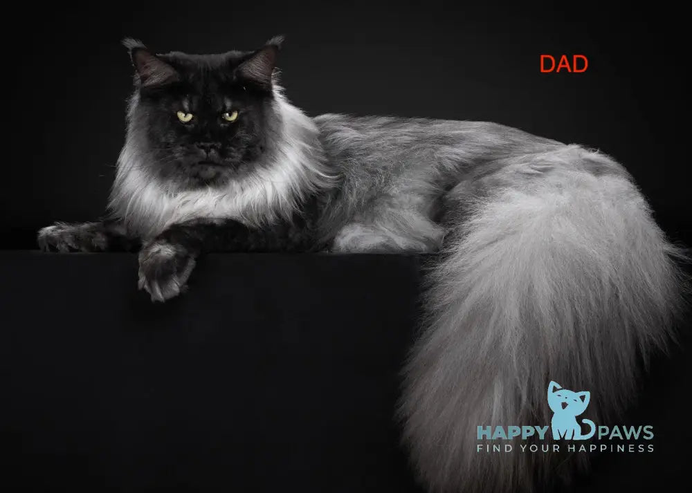 V’yuga Maine Coon female black smoke live animals