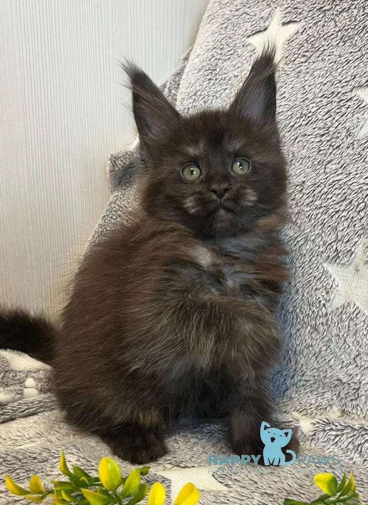 V’yuga Maine Coon female black smoke live animals