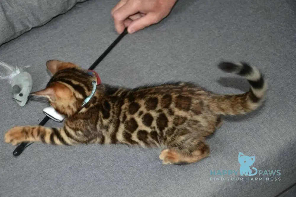 Vzhik Bengal male black spotted tabby live animals
