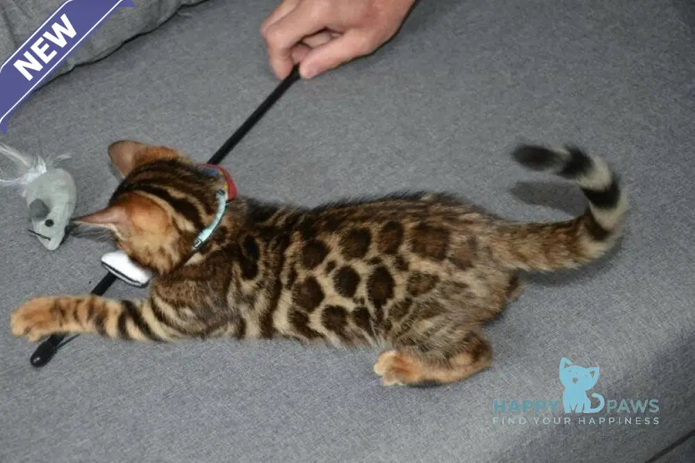 Vzhik Bengal male black spotted tabby live animals
