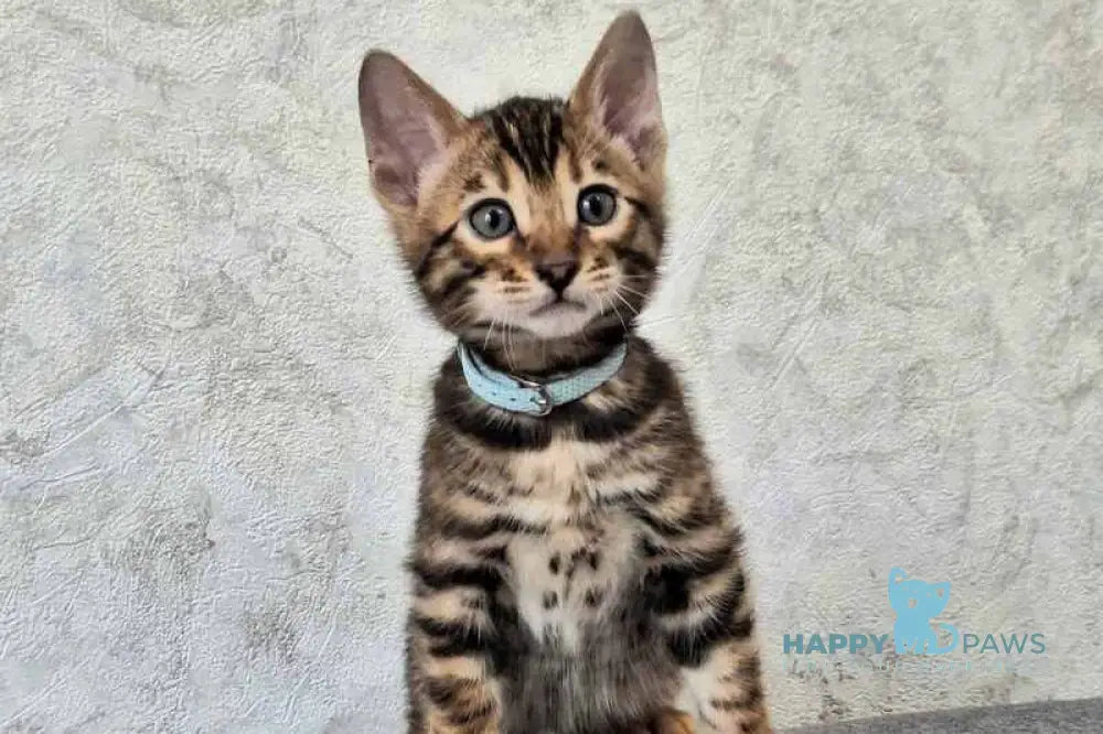 Vzhik Bengal male black spotted tabby live animals