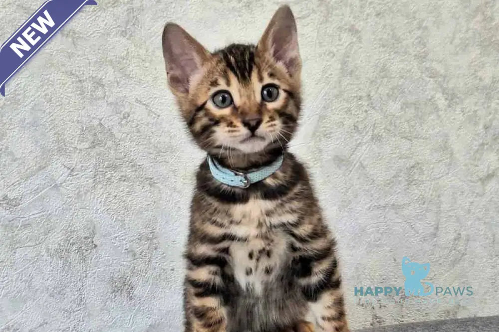 Vzhik Bengal male black spotted tabby live animals