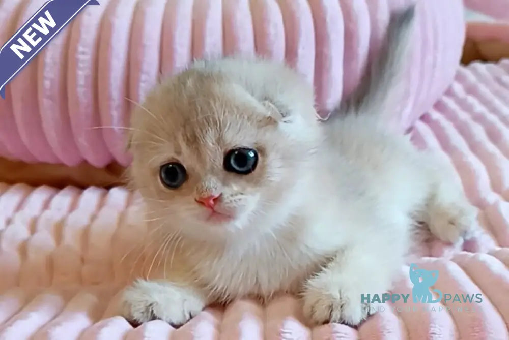 W-Angel Scottish Fold female blue golden chinchilla live animals